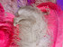 1/2 Lb. - 18-24" Hot Pink Large Ostrich Wing Plume Wholesale Feathers (Bulk)