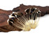 1 Piece - Natural Brown Stripped Duck Cochette Center Fan Feather Pad