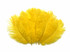 1/2 Lb - 17-19" Yellow Ostrich Large Drab Wholesale Feathers (Bulk)