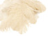 1/2 Lb. - 18-24" Cream Large Ostrich Wing Plume Wholesale Feathers (Bulk)
