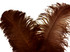 1/2 Lb. - 18-24" Brown Large Ostrich Wing Plume Wholesale Feathers (Bulk)