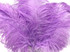 1/2 Lb. - 18-24" Lavender Large Ostrich Wing Plume Wholesale Feathers (Bulk)