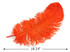 1/2 Lb. - 18-24" Orange Large Ostrich Wing Plume Wholesale Feathers (Bulk)