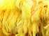 1/2 Lb. - 18-24" Yellow Large Ostrich Wing Plume Wholesale Feathers (Bulk)
