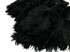 10 Pieces - 8-10" Black Ostrich Drab Dyed Feathers