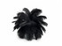 10 Pieces - 11-13" Black Bleached & Dyed Ostrich Drabs Body Feathers