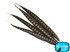 10 Pieces - 6-8" Natural Lady Amherst Pheasant Tail Feathers