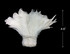 1 Yard - Natural White Strung Rooster Schlappen Wholesale Feathers (Bulk)