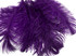 10 Pieces -  12-16" Purple Dyed Ostrich Tail Fancy Feathers