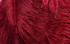 10 Pieces - 8-10" Burgundy Ostrich Dyed Drabs Feathers