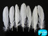 1/4 Lb - White Goose Satinettes Wholesale Loose Feathers (Bulk)
