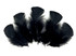 1/4 Lb - Black Turkey T-Base Wholesale Body Plumage Feathers (Bulk)