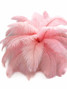 1/2 Lb. - 19-24" Light Pink Ostrich Extra Long Drab Wholesale Feathers (Bulk)