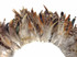 1 Yard - Natural Brown Chinchilla Strung Rooster Schlappen Wholesale Feathers (Bulk)