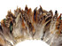 1 Yard - Natural Brown Chinchilla Strung Rooster Schlappen Wholesale Feathers (Bulk)