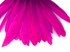1/4 Lb. - Hot Pink Dyed Duck Cochettes Loose Wing Quill Wholesale Feather (Bulk)