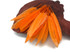 1 Pack - Orange Dyed Duck Cochettes Loose Wing Quill Feather 0.30 Oz.