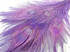 100 Pieces - Lavender Bleached & Dyed Peacock Tail Eye Wholesale Feathers (Bulk)