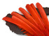 1/4 Lb - Orange Turkey Pointers Quill Large Wholesale Feathers (Bulk)