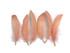 1 Pack - Champagne Goose Nagoire Loose Feather - 0.25 Oz.