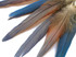 4 Pieces - Natural Blue Covert Wing Scarlet Macaw Rare Feathers