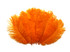 10 Pieces - 14-17" Orange Ostrich Dyed Drab Body Feathers