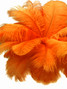 10 Pieces - 17-19" Orange Large Bleached & Dyed Ostrich Drabs Body Feathers