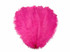 10 Pieces - 14-17"  Hot Pink Ostrich Dyed Drab Body Feathers