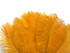 10 Pieces - 14-17" Golden Yellow Ostrich Dyed Drab Body Feathers