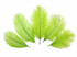 1 Pack - Lime Green Ostrich Small Confetti Feathers 0.3 Oz