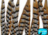 Long striped natural colored craft feathers