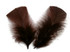 1/4 Lb - Coffee Brown Turkey T-Base Plumage Wholesale Feathers (Bulk)