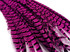 5 Pieces - 30-35" Hot Pink Zebra Lady Amherst Pheasant Tail Super Long Feathers