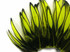 1 Dozen - Fluorescent Yellow Whiting Farms BLW Laced Hen Cape Loose Feathers