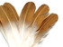 6 Pieces - Gold Tipped Metallic Spray Painted White "Imitation Eagle" Turkey Tom Rounds Secondary Wing Quill Feathers