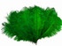 1/2 Lb - 17-19" Kelly Green Ostrich Large Drab Wholesale Feathers (Bulk)