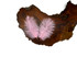 Wholesale Pack - Light Pink Ostrich Small Confetti Feathers (Bulk)