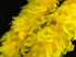 2 Yards - Yellow Heavy Weight Chandelle Feather Boa | 80 Gram