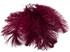 1/2 Lb - 12-16" Burgundy Ostrich Tail Wholesale Fancy Feathers (Bulk)