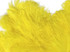 10 Pieces -  12-16" Yellow Dyed Ostrich Tail Fancy Feathers