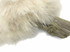 1 Yard - Ivory Marabou Turkey Fluff Feather Fringe Trim