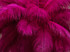 10 Pieces - 17-19" Magenta Large Bleached & Dyed Ostrich Drabs Body Feathers