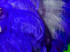 10 Pieces - 18-24" Royal Blue Large Prime Grade Ostrich Wing Plume Centerpiece Feathers