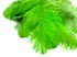 2 Pieces - 18-24" Lime Green Large Prime Grade Ostrich Wing Plume Centerpiece Feathers