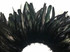 Dark colored sturdy long rooster feathers