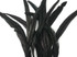 1/2 Yard -  8-10" Black Strung Natural Bleach & Dyed Rooster Coque Tail Wholesale Feathers (Bulk)