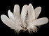 1 Pack - Ivory Goose Nagoire Loose Feather - 0.25 Oz.