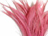 Light pink wispy fluffy slim peacock feathers