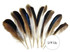 1/4 Lb. - Iridescent Blue Mix Mallard Duck Wing Wholesale Feathers (Bulk)