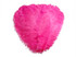 10 Pieces - 18-24" Hot Pink Large Prime Grade Ostrich Wing Plume Centerpiece Feathers
